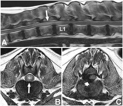 Prognostic Factors in Canine Acute Intervertebral Disc Disease